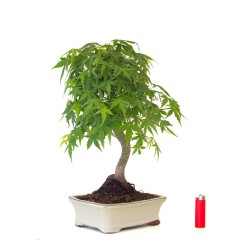 Site de vente de Bonsai Acer Palmatum Erable palmé du Japon 47 cm AP260411MB Sankaly Bonsai