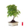 Site de vente de Bonsai Acer Palmatum Erable palmé du Japon 47 cm AP260411MB Sankaly Bonsai