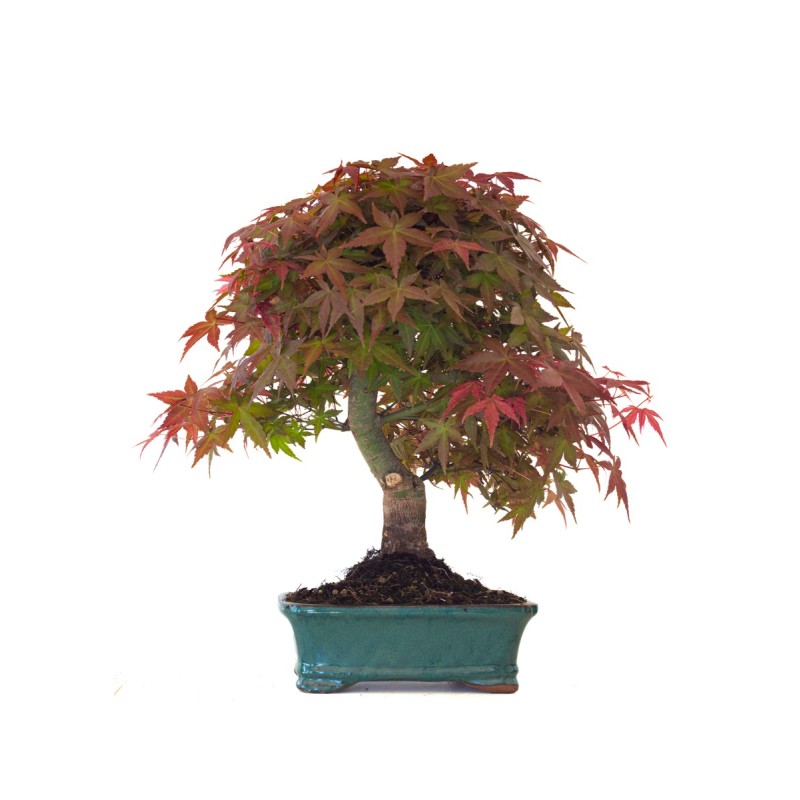 Acheter Bonsai Acer Palmatum Deshojo 46 cm APD260414MB Sankaly Bonsai