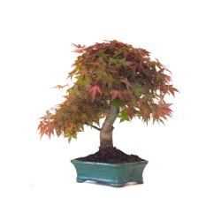 Achat Bonsai Acer Palmatum Deshojo 46 cm APD260414MB Sankaly Bonsai