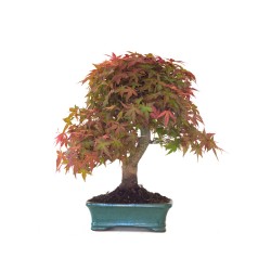 Vente de Bonsai Acer Palmatum Deshojo 46 cm APD260414MB Sankaly Bonsai