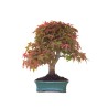 Vente de Bonsai Acer Palmatum Deshojo 46 cm APD260414MB Sankaly Bonsai