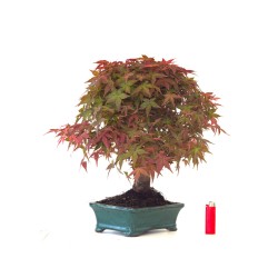 Boutique Bonsai Acer Palmatum Deshojo 46 cm APD260414MB Sankaly Bonsai