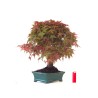 Boutique Bonsai Acer Palmatum Deshojo 46 cm APD260414MB Sankaly Bonsai