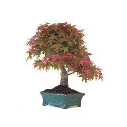 Vente Bonsai Erable Rouge Japon 46 cm APD260414MB Sankaly Bonsai