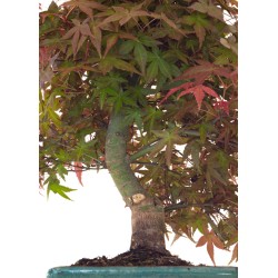 Achat Bonsai Erable Rouge Japon 46 cm APD260414MB Sankaly Bonsai