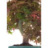 Achat Bonsai Erable Rouge Japon 46 cm APD260414MB Sankaly Bonsai
