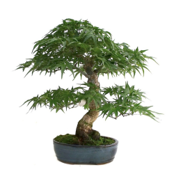 Bonsaï Acer palmatum 30 cm | Sankaly Bonsai