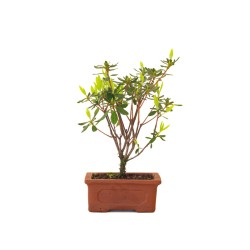 Acheter Bonsai Azalée Indica 22 cm Sankaly Bonsai