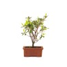 Acheter Bonsai Azalée Indica 22 cm Sankaly Bonsai