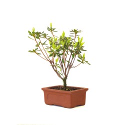 Vente de Bonsai Azalée Indica 22 cm Sankaly Bonsai