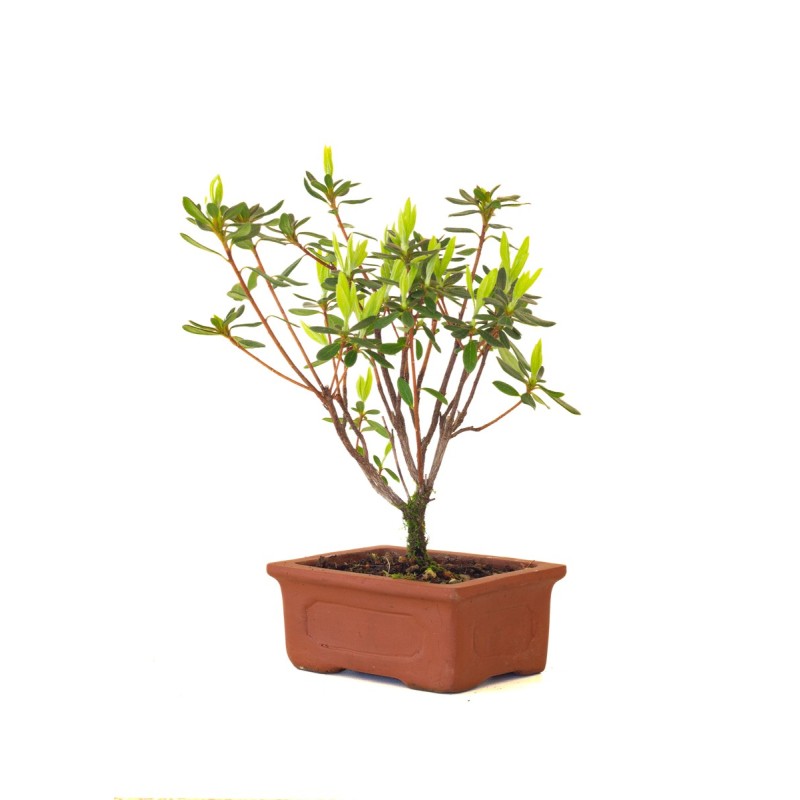 Vente de Bonsai Azalée Indica 22 cm Sankaly Bonsai
