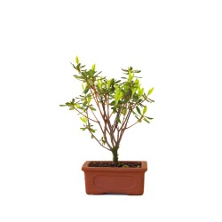 Achat Bonsai Azalée Indica 22 cm Sankaly Bonsai