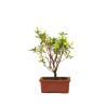 Achat Bonsai Azalée Indica 22 cm Sankaly Bonsai