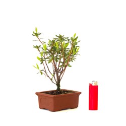 Boutique Bonsai Azalea Indicum 22 cm Sankaly Bonsai