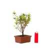 Boutique Bonsai Azalea Indicum 22 cm Sankaly Bonsai