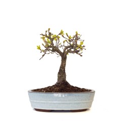 Vente Bonsai Chêne blanc Quercus Pubescens 35 cm Sankaly Bonsai