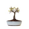 Vente Bonsai Chêne blanc Quercus Pubescens 35 cm Sankaly Bonsai