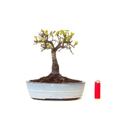 Achat Bonsai Chêne blanc Quercus Pubescens 35 cm Sankaly Bonsai