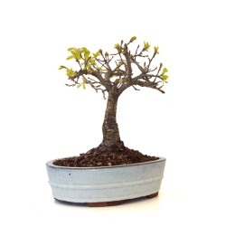 Acheter Bonsai Chêne blanc Quercus Pubescens 35 cm Sankaly Bonsai