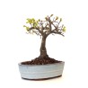 Acheter Bonsai Chêne blanc Quercus Pubescens 35 cm Sankaly Bonsai