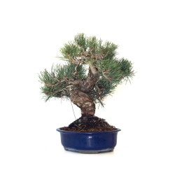 Achat Bonsai Pinus Pentaphylla, Pin blanc du Japon 45 cm PPJP260402MB