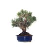 Achat Bonsai Pinus Pentaphylla, Pin blanc du Japon 45 cm PPJP260402MB