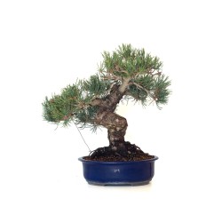 Vente de Bonsai Pinus Pentaphylla, Pin blanc du Japon 45 cm PPJP260402MB