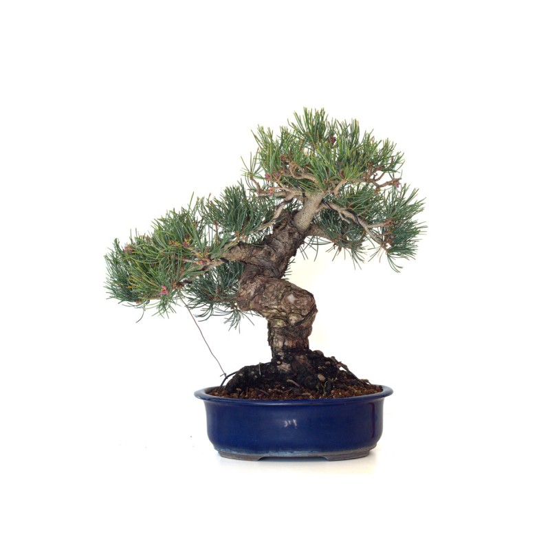 Vente de Bonsai Pinus Pentaphylla, Pin blanc du Japon 45 cm PPJP260402MB
