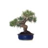 Vente de Bonsai Pinus Pentaphylla, Pin blanc du Japon 45 cm PPJP260402MB