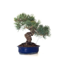 Acheter Bonsai Pinus Pentaphylla, Pin blanc du Japon 45 cm PPJP260402MB