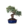 Acheter Bonsai Pinus Pentaphylla, Pin blanc du Japon 45 cm PPJP260402MB
