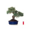 Boutique Bonsai Pinus Pentaphylla, Pin blanc du Japon 45 cm PPJP260402MB