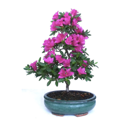 Bonsaï Azalée Satsuki 25 cm origine Japon | Sankaly Bonsai