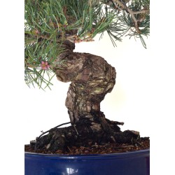 Site de vente de Bonsai Pinus Pentaphylla, Pin blanc du Japon 45 cm PPJP260402MB