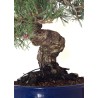 Site de vente de Bonsai Pinus Pentaphylla, Pin blanc du Japon 45 cm PPJP260402MB