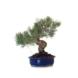 Magasin en ligne Bonsai Pinus Pentaphylla, Pin blanc du Japon 45 cm PPJP260402MB