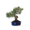 Magasin en ligne Bonsai Pinus Pentaphylla, Pin blanc du Japon 45 cm PPJP260402MB