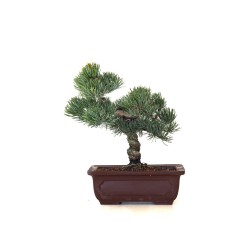 Achat Bonsai Pinus Pentaphylla, Pin blanc du Japon 23 cm PPJP260403MB