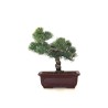 Achat Bonsai Pinus Pentaphylla, Pin blanc du Japon 23 cm PPJP260403MB