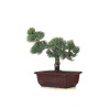 Magasin en ligne Bonsai Pinus Pentaphylla, Pin blanc du Japon 23 cm PPJP260403MB