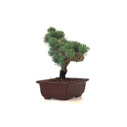 Vente Bonsai Pinus Pentaphylla Shohin, Pin blanc du Japon 23 cm PPJP260403MB