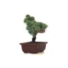Vente Bonsai Pinus Pentaphylla Shohin, Pin blanc du Japon 23 cm PPJP260403MB