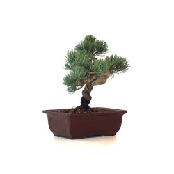 Acheter Bonsai Pinus Pentaphylla, Pin blanc du Japon 23 cm PPJP260403MB