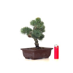 Achat Bonsai Pinus Pentaphylla Shohin, Pin blanc du Japon 23 cm PPJP260403MB