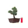 Achat Bonsai Pinus Pentaphylla Shohin, Pin blanc du Japon 23 cm PPJP260403MB