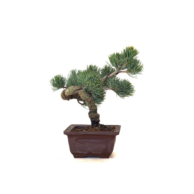 Vente de Bonsai Pinus Pentaphylla, Pin blanc du Japon 23 cm PPJP260403MB