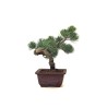 Vente de Bonsai Pinus Pentaphylla, Pin blanc du Japon 23 cm PPJP260403MB