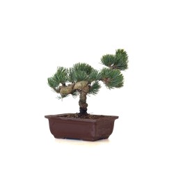 Acheter Bonsai Pinus Pentaphylla Shohin, Pin blanc du Japon 23 cm PPJP260403MB