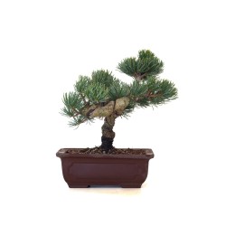 Boutique Bonsai Pinus Pentaphylla, Pin blanc du Japon 23 cm PPJP260403MB